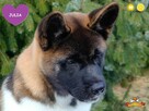 Suczka szczeniak Akita Amerykańska PlayTime FCI - dostępna - 10