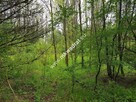 DZIAŁKA ZADRZEWIONA O REGULARNYM KSZTAŁCIE - 2