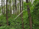 Korabiewice działka leśna - 6