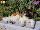 Suczka szczeniak Akita Amerykańska PlayTime FCI - dostępna - 6