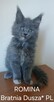ROMINA Bratnia Dusza *PL koteczka Maine Coon Warszawa
