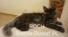 ROCH Bratnia Dusza *PL kocurek Maine COON Warszawa
