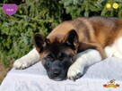 Suczka szczeniak Akita Amerykańska PlayTime FCI - dostępna