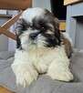 Szczeniak Shih tzu, tri color