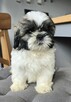 Piesek Shih tzu, tri color - 10