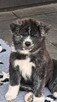 Akita inu Fci ZKwp - 4