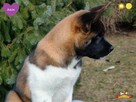 Suczka szczeniak Akita Amerykańska PlayTime FCI - dostępna - 9