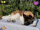 Suczka szczeniak Akita Amerykańska PlayTime FCI - dostępna - 5