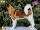 Suczka szczeniak Akita Amerykańska PlayTime FCI - dostępna - 8