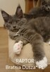 Maine Coon kocurek RAPTOR Bratnia Dusza * PL
