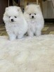 SZPIC MINIATUROWY POMERANIAN PIĘKNE MALUTKIE PUCHATE - 3