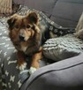 Młody pozytywny psiak szuka domu gdzie zazna szczęścia - 5