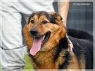 Clark – piękny, uśmiechnięty prawie owczarek – kocha ludzi - 4