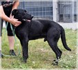 Grafit – szlachetny, wspaniały psi starzec. Czy zdąży? - 6