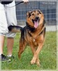 Clark – piękny, uśmiechnięty prawie owczarek – kocha ludzi - 10