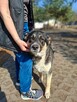 Sinbad-młody średniej wielkości pies do adopcji - 3