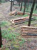 Praca w lesie szuka pilarza - 2