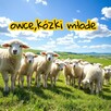 Owieczki, kózki młode