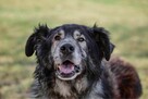 Bary - duży starszy psiak psiak do pilnej adopcji - 3