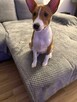 Basenji szczenięta - 4