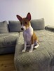 Basenji szczenięta - 8
