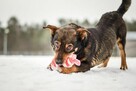 Boguś-starszy psiak, pokochaj podaruj dom - 4