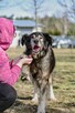 Bary - duży starszy psiak psiak do pilnej adopcji - 6