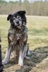Bary - duży starszy psiak psiak do pilnej adopcji - 7