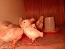Pisklęta Leghorn - 2