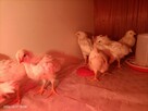 Pisklęta Leghorn - 3