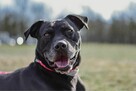 Hades-pies mocno w typie rasy czeka na świadomą adopcję - 2