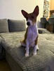 Basenji szczenięta - 6