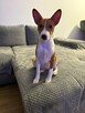 Basenji szczenięta - 3