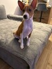 Basenji szczenięta - 5