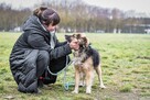 Kudłaty-pies zdjęty z łańcucha czeka na prawdziwy dom - 6