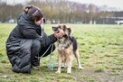 Kudłaty-pies zdjęty z łańcucha czeka na prawdziwy dom - 2