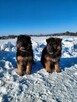 Szczenięta Owczarek Niemiecki Długowłosy - 8