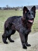 Czarny Piesek Owczarek Niemiecki Długowłosy - 6