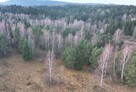 Działka rolna Czarna Lipie - 9