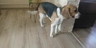 Beagle szuka partnerki. - 2