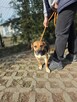 Biba-niewielka suczka do odpowiedzialnej adopcji - 3