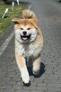Akita inu akita japońska samiec po Championie Polski gotowy - 6