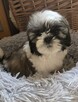 Piesek Shih tzu, tri color, pìękny - 5