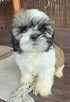 Piesek Shih tzu, tri color, pìękny - 3