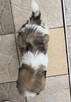 Piesek Shih tzu, tri color, pìękny - 11