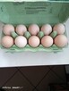 Jajka wiejskie - 3