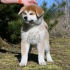Akita inu akita japońska samiec po Championie Polski gotowy - 9