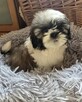 Piesek Shih tzu, tri color