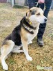 SZOGUN - spokojny, kochany psiak szuka dobrego domu - 3