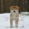 Akita inu akita japońska samiec po Championie Polski gotowy - 3